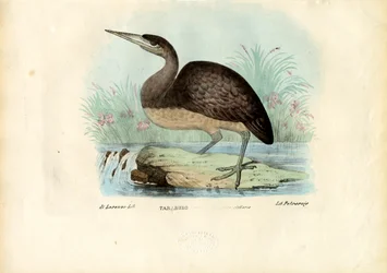 Roerdomp, 1863-79